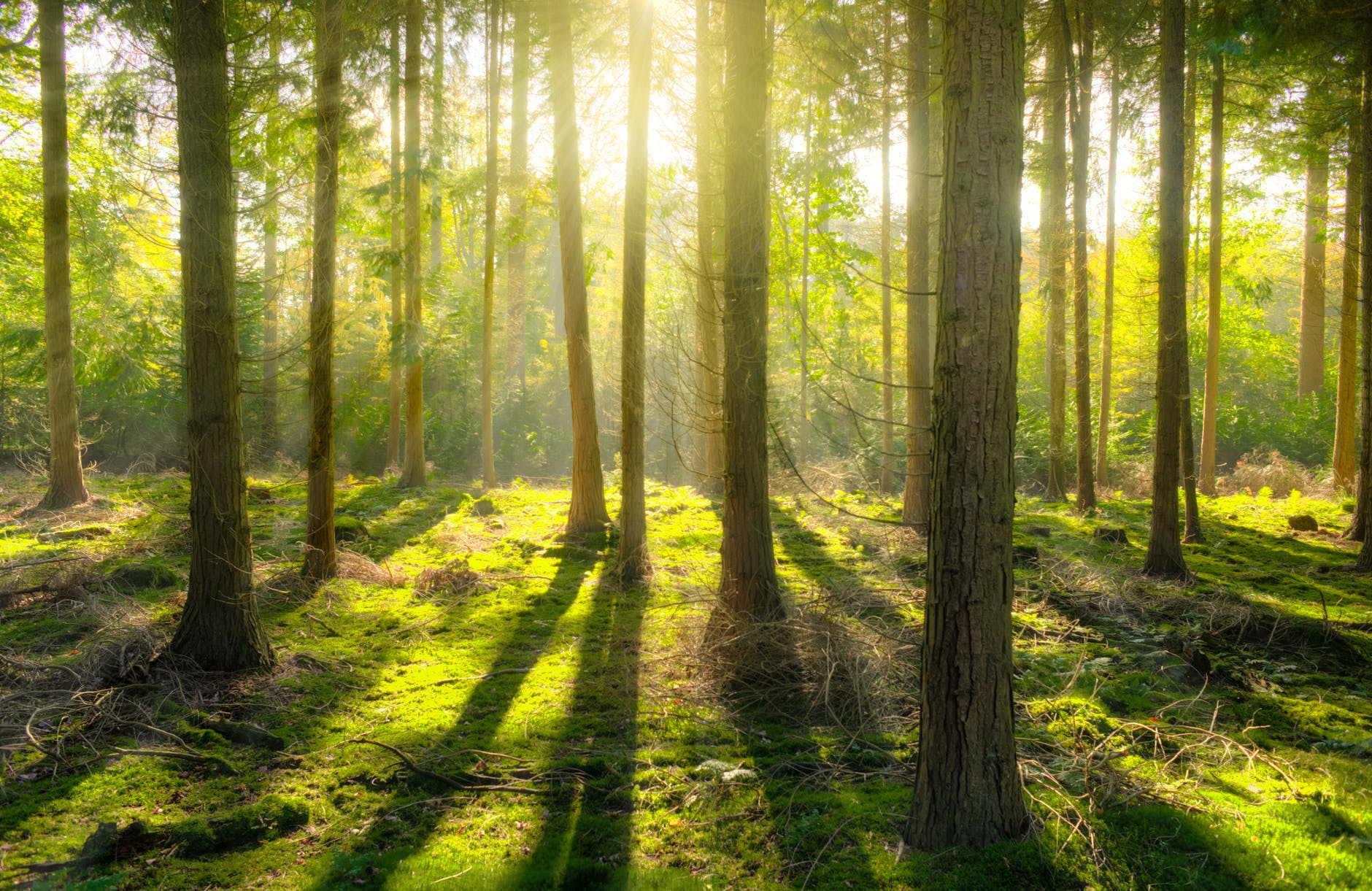 afslappende skov med sollys
