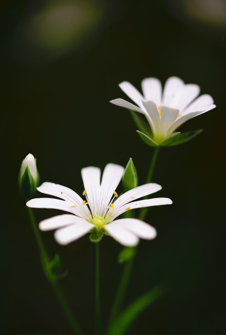 små hvide blomster		