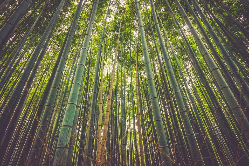  Bambusplante